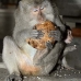 monkey_macaque_balinese_mf_ubud_v_0426_bal0427.jpg